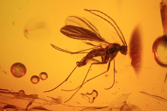 Three Fossil Flies (Diptera) In Baltic Amber #45147